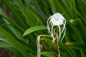 Image result for Crinum asiaticum