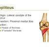 It moves from its two heads just over the knee to the heel, a two joint muscle. 1