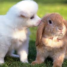Fluffy White Dog And A Rabbit Cute Animals Cuddly Animals Animals Kissing