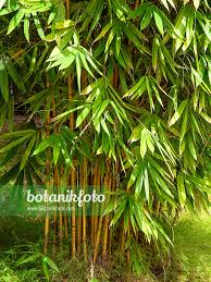 Image result for Bambusa vulgaris