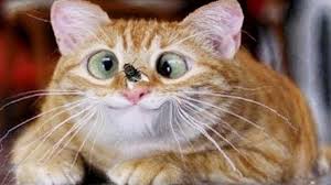 It S Time For Super Laugh Funny Cat Idiot Compilation Funny Baby And Pet In 2020 Funny Cats Funny Cats And Dogs Cats