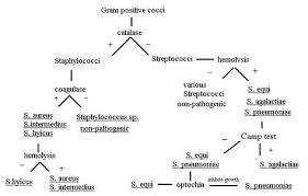 Microbiology Gram Positive Cocci Flow Chart Staphylococcus