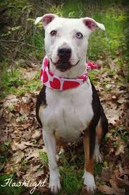 Operating hours, phone number, services information, and other locations near you. Adopt 455 Flashlight 5 Rescued On Petfinder Dog Adoption American Bulldog Rescue