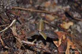 Image result for Zeuxine elongata