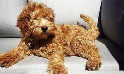 Visit us now to find your dog. Goldendoodle Puppies For Sale Doodles Of Nc Servicing Va