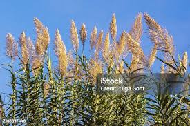 Image result for Arundo donax