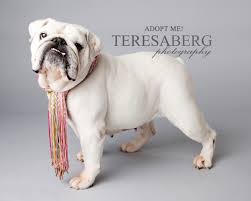Award winning bundle of paws photography creates lifetime.images. Teresa Berg Webinar Focus On Rescue