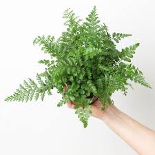 Image result for Asplenium gemmascens