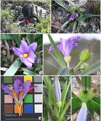 Image result for Velloziaceae