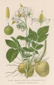 Image result for Solanum tuberosum