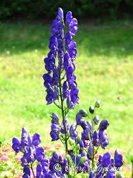 Aconitum Napellus Plants Fake Flowers Flowers