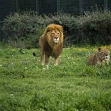 Hayvanlarimiz Bursa Zoo Bursa Hayvanat Bahcesi