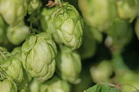 Der hopfen blüht vor allem im mai. Hopfen Die Pflanze Des Bieres Selbst Anbauen Plantura