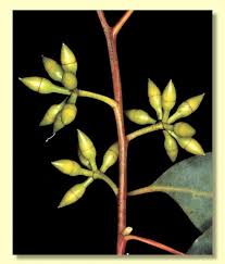 Image result for Eucalyptus saligna