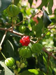 Image result for Aframomum zambesiacum