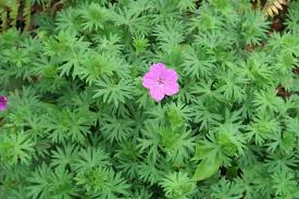Weed control is an ongoing battle that all homeowners have. Weeds Weeds Everywhere