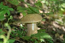 Image result for Boletus projectelloides