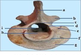 Atlas is the very top of the vertebral column and articulates directly with the occipital bone of the skull. Gross Anatomical And Sex Wise Biometrical Studies On The Atlas And Axis Of Blue Bull Boselaphus Tragocamelus Semantic Scholar