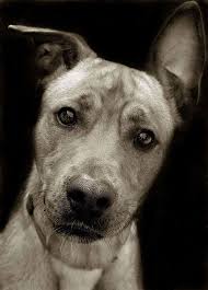 Riley Euthanized Baby Dogs Shelter Dogs Dogs