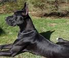 Great Dane Dog Breed Information - American Kennel Club