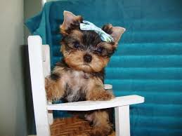 Check spelling or type a new query. Teacup Yorkie Male Baby Face Stunning Tiny For Sale In Dallas Texas Classified Americanlisted Com