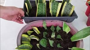 Lidah buaya (aloe vera) merupakan sejenis tumbuhan jenis herba yang semakin popular dikalangan usahawan untuk menanamnya. Video 2 Cara Pembiakan Lidah Mak Mertua Yang Paling Mudah Dan Menjadi Impiana