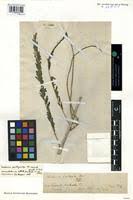 Image result for Sesbania pachycarpa