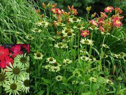 Echinacea Green Jewel Fragrant Large 4 Inch Pure Green Coneflower Thrives With Sedums Ornamental Grasses Porch Flowers Knockout Roses Ornamental Grasses