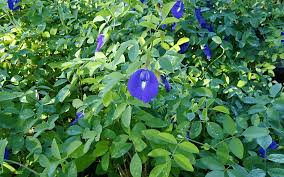 Image result for Clitoria