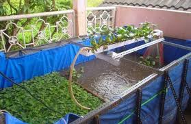 Belut salah satu jenis ikan yang memiliki protein sangat tinggi. Ternak Lele Di Rumah Dan Lahan Sempit Bagaimana Caranya Panenlele