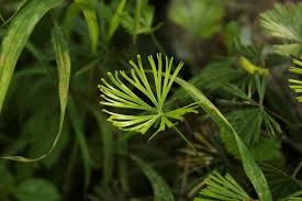 Image result for Actiniopteris radiata