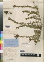 Image result for Adenocarpus mannii
