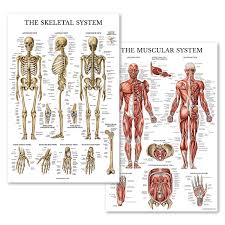 Palace Learning Muscular Skeletal System Anatomical Poster Set Laminated 2 Chart Set Human Skeleton Muscle Anatomy Double Sided 18 X 27