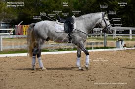 Well you're in luck, because here they come. Pferdevokabular Deutsch Englisch