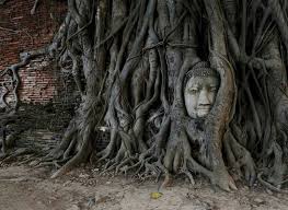 泰国 玛哈泰寺 wat mahathat 被包裹在菩提树根中的石雕佛头 阿瑜陀耶 ayutthaya 古城 这颗 树中佛陀 buddha in the tree 是此寺的著名景点之一 据称多年前盗墓者抢夺黄金珍宝后 将佛头随意扔在菩提树根旁 随着时间的推移 photo sculpture lion sculpture