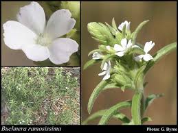 Image result for Buchnera