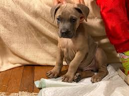In isolation, this dog breed might not be the best option for kids. Cane Corso Puppies For Sale Basenji Puppies For Sale
