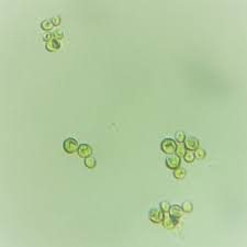 Image result for Microchloa altera