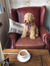 10 Of The Best Dog Friendly Cafes And Coffee Shops Pet Cafe Dog Cafe Dog Friends