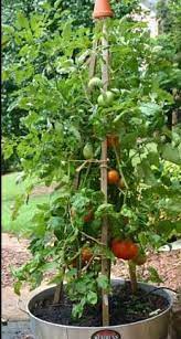 Growing Vegetables In Containers Vegetable Trellis Growing Organic Tomatoes Tomato Garden