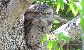 The tawny frogmouth is an adaptable bird inhabiting a variety of habitats throughout australia and tasmania. Tawny Frogmouth Facts Diet Habitat Information