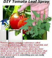 Tomato Leaf Spray Luv2garden Com