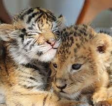 94 Tvitter Cute Wild Animals Baby Animals Pictures Cute Baby Animals