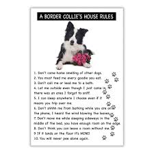 Here comes rainbow, a cute and cuddly pomsky puppy! Rules To Live By For All Border Collie Parents Out There Collie Border Collie Spirit Animal Quiz