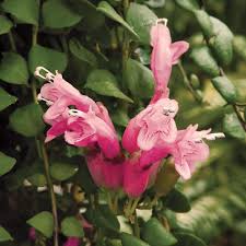 Rasta lipstick plants can withstand the dry indoor air of our homes. Twisted Lipstick Plant Aeschynanthus Rasta Buy It Now