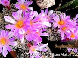 Image result for Kotschya carsonii