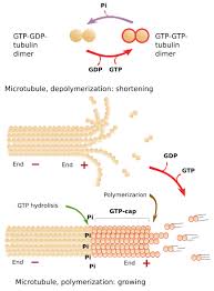 They are concerned with structural framework, orientation and distribution of cell organelle robertis and franchi (1953) observed the structure microtubules in the myelinated nerve fibres and the major protein present in the cytoskeleton are tubulin in microtubules, actin myosin and tropomyosin. The Cell 7 Cytosol Cytoskeleton Microtubules Atlas Of Plant And Animal Histology