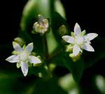 Image result for Crassula alticola