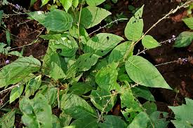 Image result for Pleurolobus