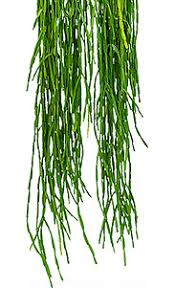 Image result for Rhipsalis